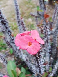 Close-up of pink flower