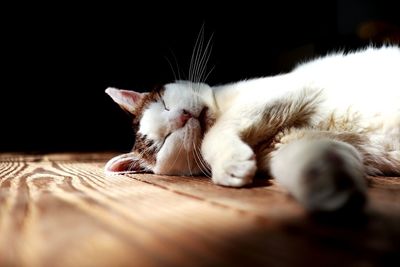 Close-up of cat lying on hardwood floor