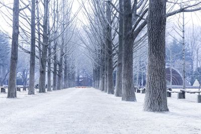 Snow covered road amidst trees