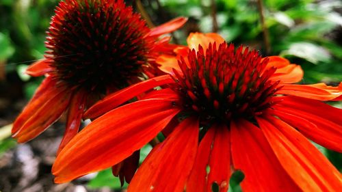 Close-up of gerbera daisy blooming at park