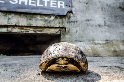 Close-up of a turtle hiding in shell