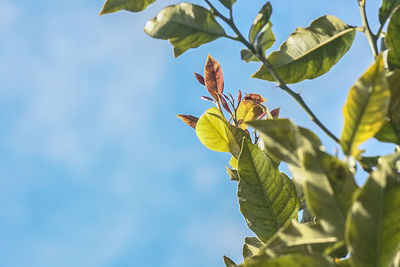 Low angle view of tree against sky