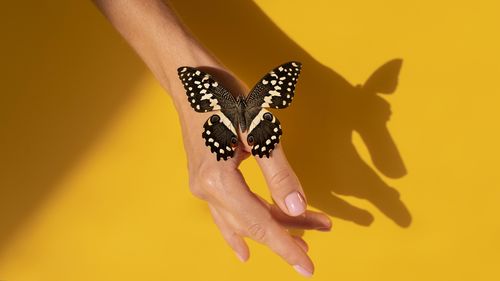 Cropped hand of woman with butterfly on hand