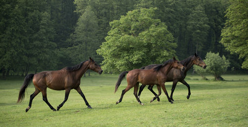 Horses in a farm