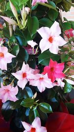 Close-up of pink flowering plants