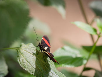 Close-up of insect on leaf