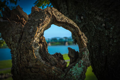 Close-up of tree trunk