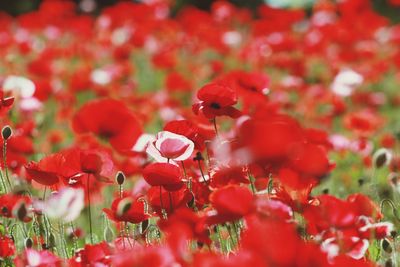 Close-up of red poppy flowers on field