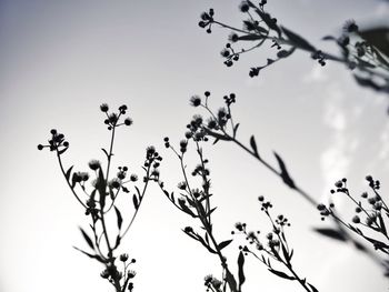 Low angle view of plants against sky