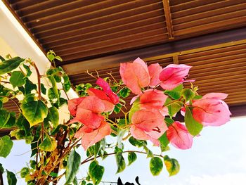 Close-up of pink flowers