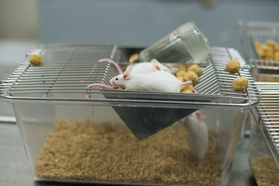 View of a rat lab