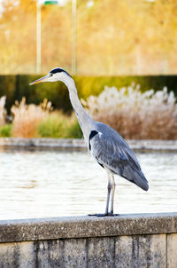 Gray heron perching on a lake