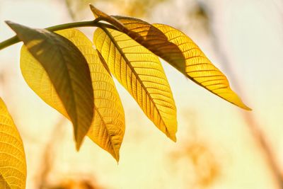 Low angle view of yellow leaves hanging against sky