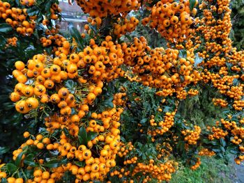 Close-up of orange berries on plant