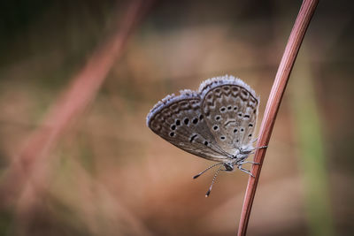 Close-up of butterfly on plant