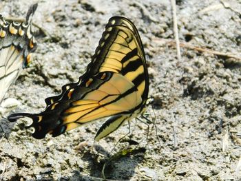 Close-up of butterfly