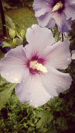 Close-up of purple flowers