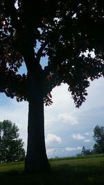 Tree on field against sky