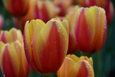 Close-up of red tulip