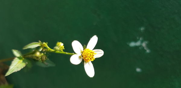 Close-up of white flowering plant