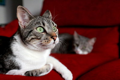 Close-up portrait of a cat