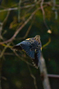 Close-up of bird flying