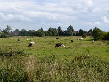 Cows grazing on field against sky