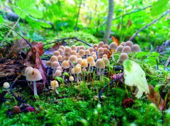 Close-up of mushroom