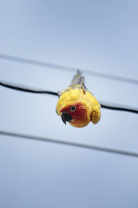 Low angle view of a bird against clear sky