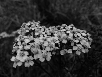 Close-up of hydrangea blooming outdoors