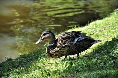 Duck in a lake