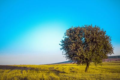Tree on field against clear blue sky