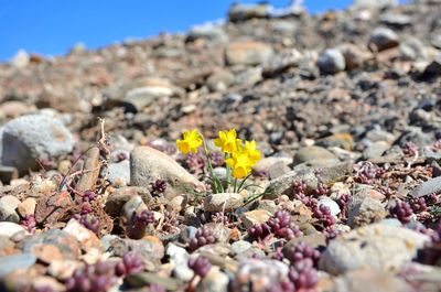 Close-up of flowering plant on rock