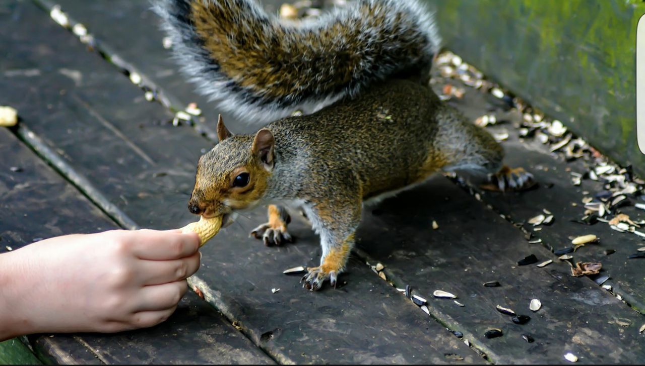 animal themes, animals in the wild, wildlife, one animal, person, holding, squirrel, feeding, young animal, part of, eating, mammal, lifestyles, high angle view, cropped, unrecognizable person, outdoors