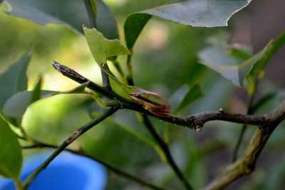 Close-up of lizard on branch