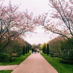 Rear view of people walking amidst trees at park