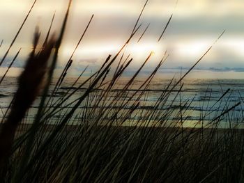 Close-up of grass against sea during sunset