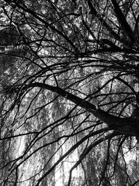 Low angle view of bare tree against sky