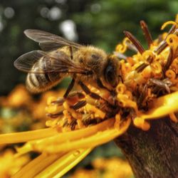 Close-up of insect on yellow flower