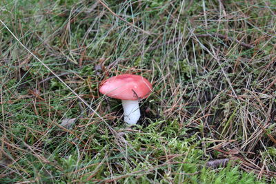 Close-up of mushroom on field