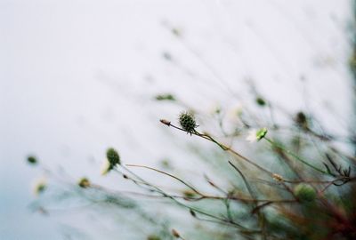 Close-up of insect on plant