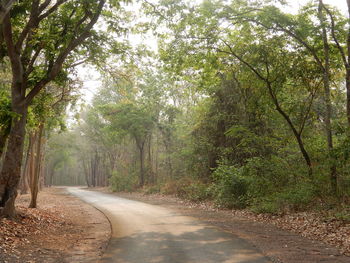 Empty road amidst trees in forest