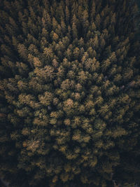 Full frame shot of pine trees