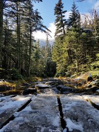 Stream flowing amidst trees in forest against sky during winter