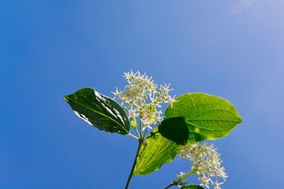 Low angle view of flowering plant against blue sky