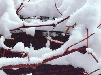 Snow covered trees