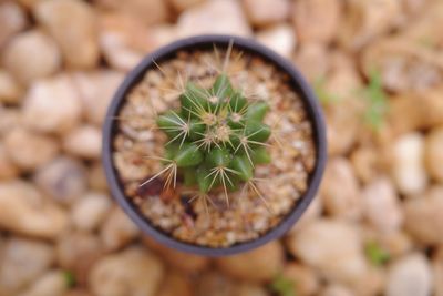 Close-up of succulent plant in pot