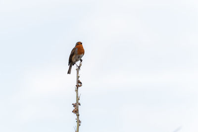 Low angle view of bird perching on branch against sky