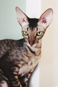 Cornish rex cat 