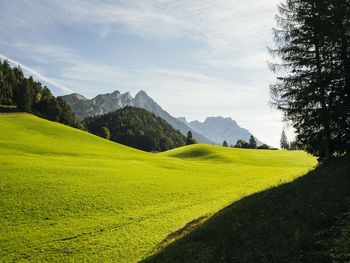 Scenic view of agricultural field against sky